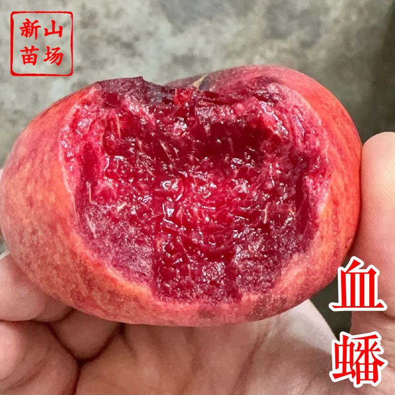 【金陵血蟠桃苗】红肉新品种红心早熟血桃6月5月C25血蟠桃子树苗
