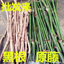 �����ٺڸ��й��uѪ�ٺ������C�y�ذ������������ֹ�
