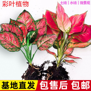 ����ʺ����f��tˮ��Gֲ���k���҃�ˮ�B�G�}�j�������Ժ��B��