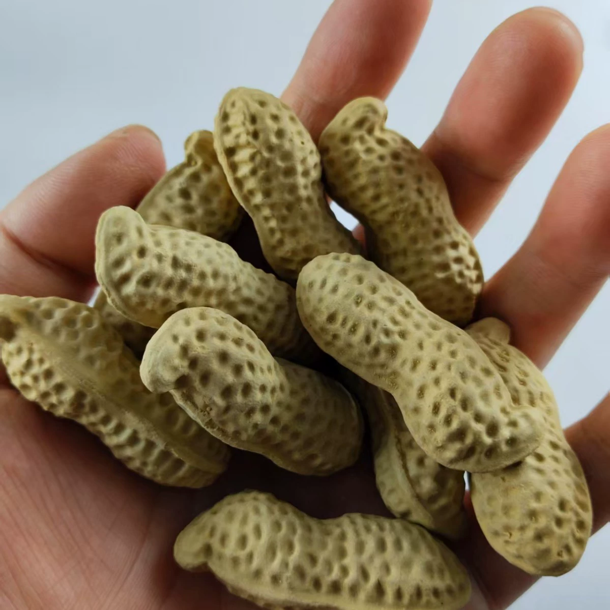 Purple sand bionic small peanut section mud peanut Yixing purple sand tea pet sculpture ornaments tea play decoration home decoration