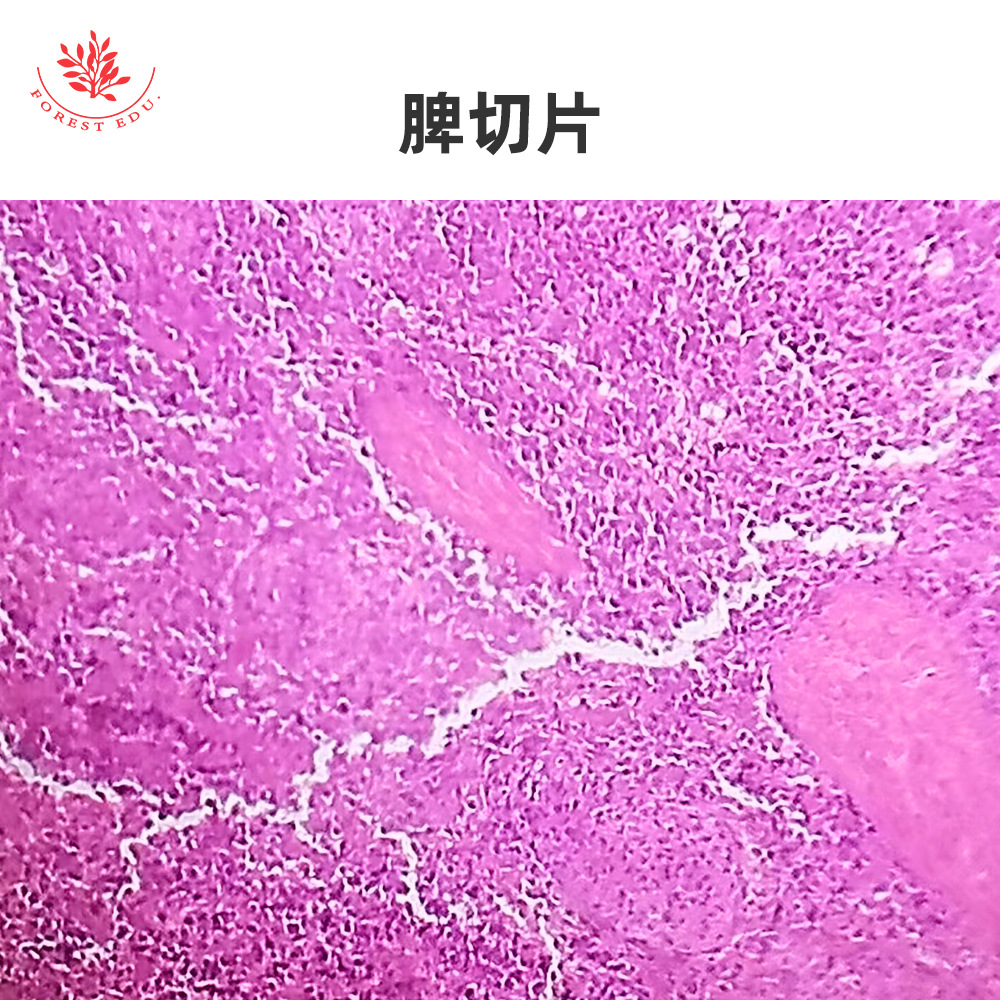 2 内脏器官显微玻片