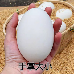 売れ筋の新鮮なガチョウの卵、農場で放し飼いされた大きなガチョウの卵、野生の川の水で放し飼いされた妊婦用のガチョウの卵、大きなサイズの良い卵