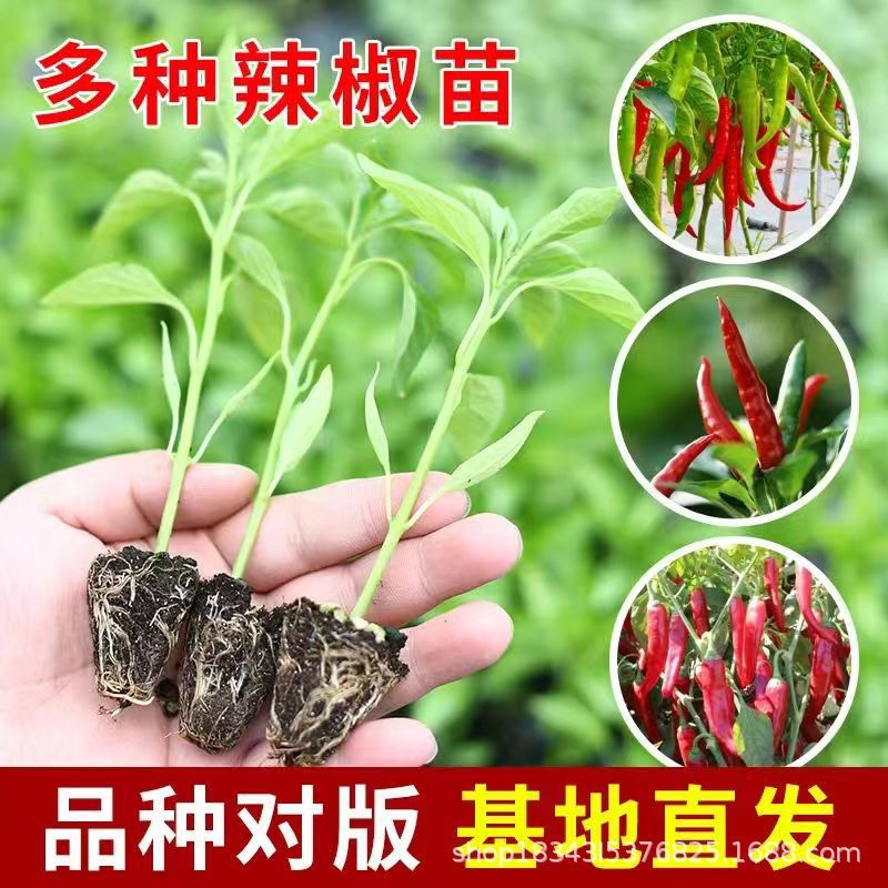 辣椒秧苗带土发货螺丝椒朝天椒长线椒薄皮椒牛角椒灯笼椒甜椒现货