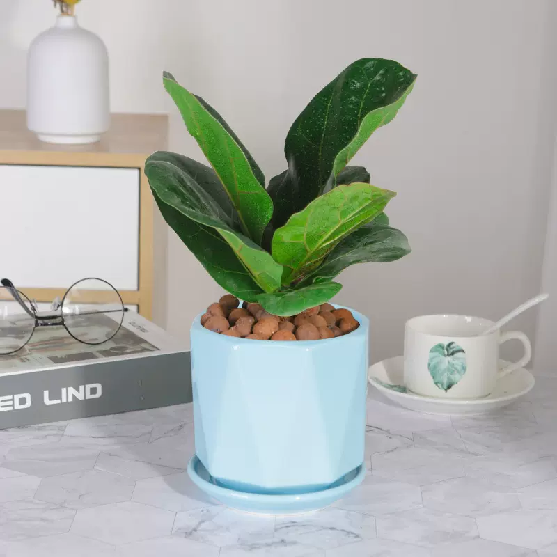 琴叶榕绿植盆栽网红客厅办公室内桌面水培观叶植物四季耐阴好养活