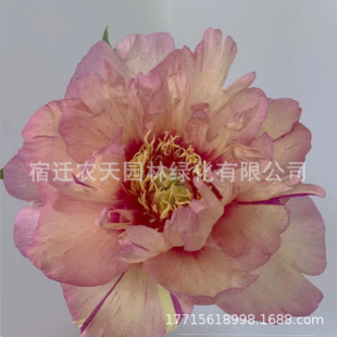 Root Block Florals All Year Round Courtyard Balcony with Buds Strong Fragrance Cold-Resistant Flower Plant Potted Perennial Peony Flower Seedlings Double Petals