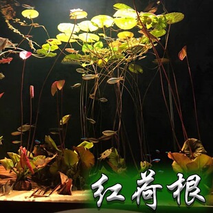 �t�ɸ�ˮ���~���쾰��ѿ���B����ˮ�����_����ˮ��������Ե�ˮ��