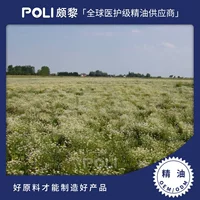 Немецкое Эфирное масло ромашки Массаж Уход за кожей Единое эфирное масло оптом Натуральная синяя мать Хризантема Ароматерапия Эфирное масло Сырье