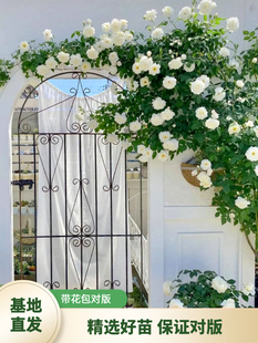 1m High Vine Iceberg Rose Seedlings White Climbing Rose Four Seasons Blooming Balcony Courtyard Wall Climbing Rose