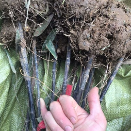 乔木;种子;园林果树