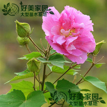 木蓮苗 木蓮苗批發 促銷價格 產地貨源 阿里巴巴 木蓮苗 木蓮苗批發 促銷價格 產地貨源 阿里巴巴