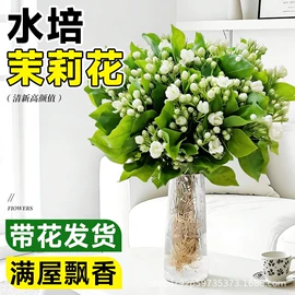 盆栽;乔木;园林果树