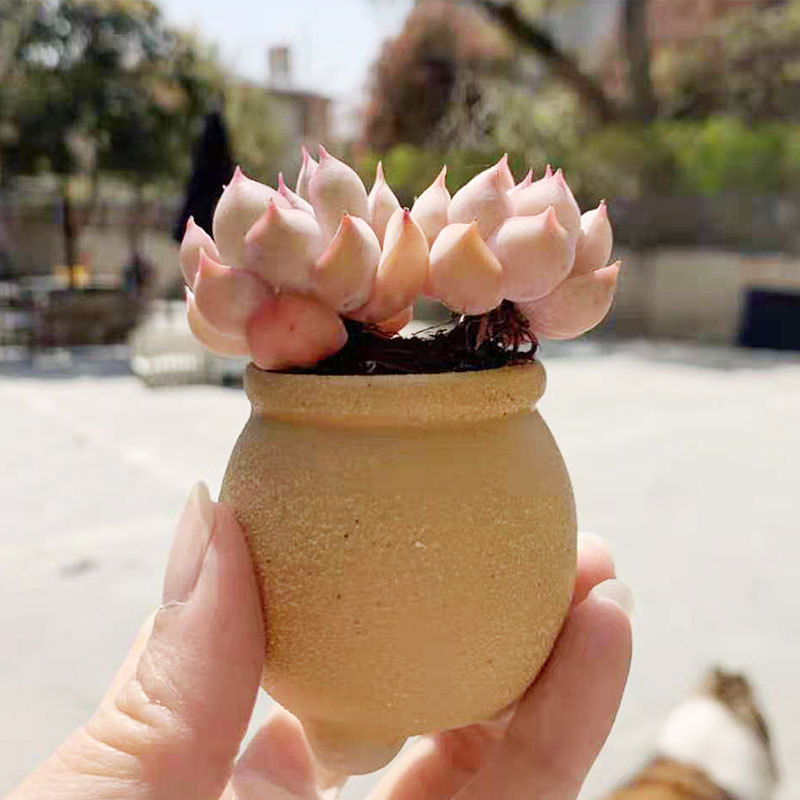 Cute Succulent Flower Pots, Coarse Pottery Thumb-Sized Seedling Pots, Ultra-Mini Fingertip Pots, Compact Small Flower Pots for Planting, Breathable Cute Succulent Flower Pots, Coarse Pottery Thumb-Sized Seedling Pots, Ultra-Mini Fingertip Pots, Compact Small Flower Pots for Planting, Breathable