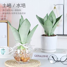 ˮ������m��Ƥ�mС���Ժ��B�׻�ˮ�Bֲ���k���҃�����ȩ�Gֲ�͏d