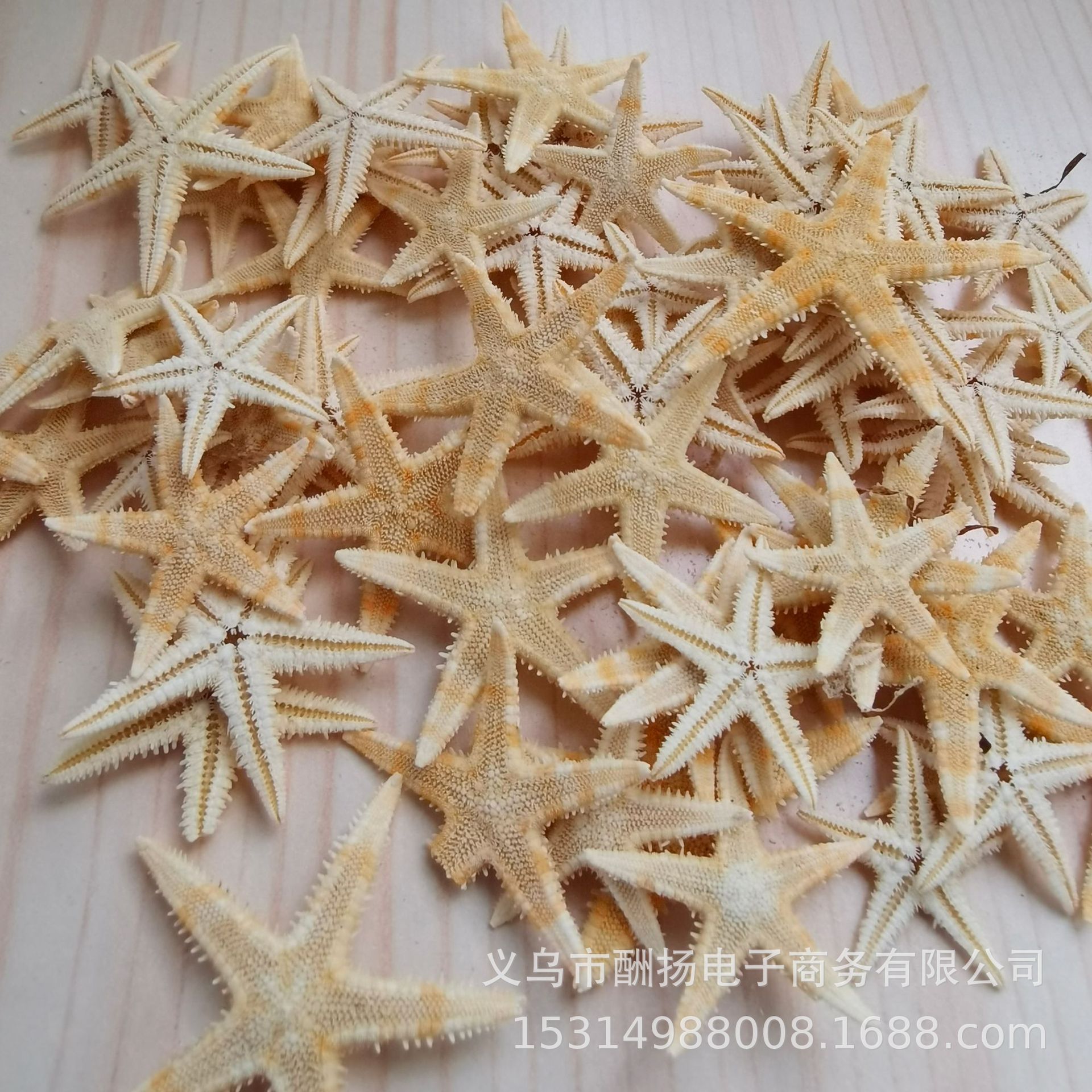 0.4-1.0cm small flat starfish 1 piece