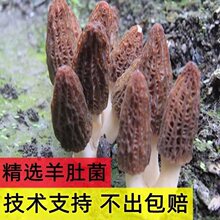 羊肚菌菌包不出包赔高产母种蘑菇菌种速产食用菌菌包阳台盆栽种植