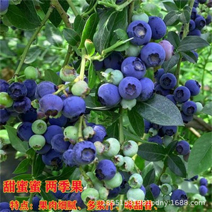 Four-Season Blueberry Saplings Potted Ground Planting Indoor Blue Plum Trees That Bear Fruit in the Same Year, Southern and Northern Fruit Saplings, Blue Plum Saplings