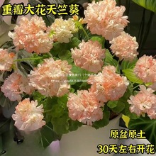 重瓣大花天竺葵盆栽花苗四季开花不断庭院室内外阳台好养花卉盆栽