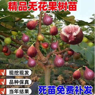 �o������������Ե��Բ����t�Ϸ������Nֲ�ش���Y���o��������