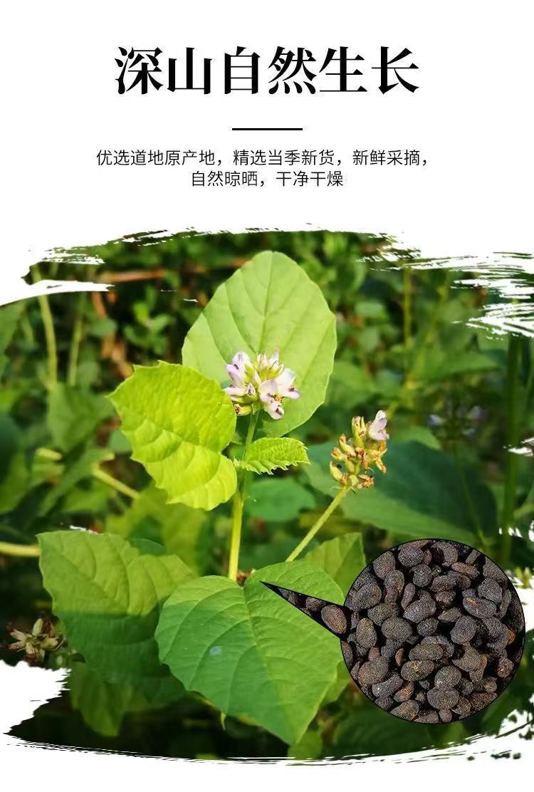 Bu Gu Zhi Psoralea Fruit 500g Dried Chinese Herb for Decoction and Culinary Use overview