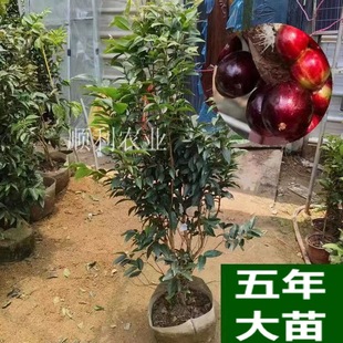 Jiabao Fruit Large Seedlings All Year Round Escar Tree Balcony Courtyard Genuine North and South Planting Fruit Tree Grapes