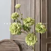 6 golden chrysanthemum green