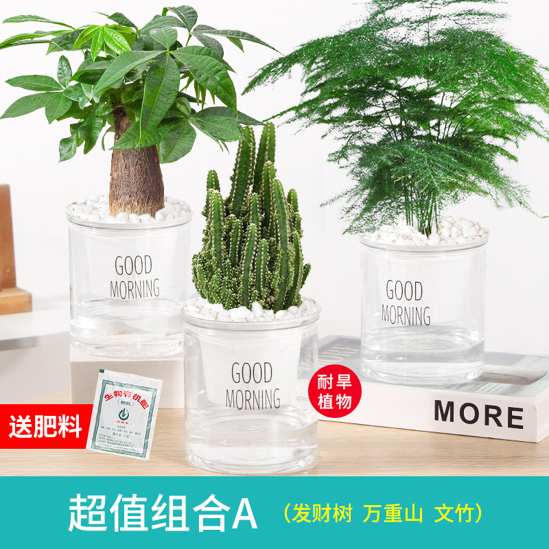 가성비 3화분 돈나무 + 만중산 + 아스파라거스 대나무 + 무비료 비화석