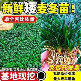 盆栽;一二年生花卉;种子