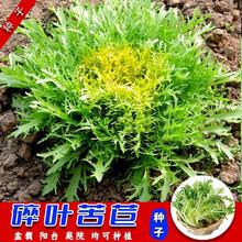 �����L���~���ķN�������̨ͥԺ�����ļ��ɷNֲ�ǷN���S�Ŀ���