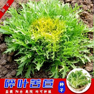 �����L���~���ķN�������̨ͥԺ�����ļ��ɷNֲ�ǷN���S�Ŀ���