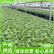 �a�ع� ������ֱ�l ���m���N�����m���� �G�໨���ļ������{��