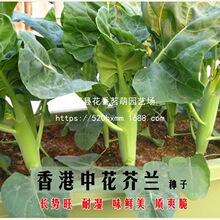 ����л����{�N�Ӳ�޷�։��w�S�ٿڸд����＾�׻��ļ����m�N����