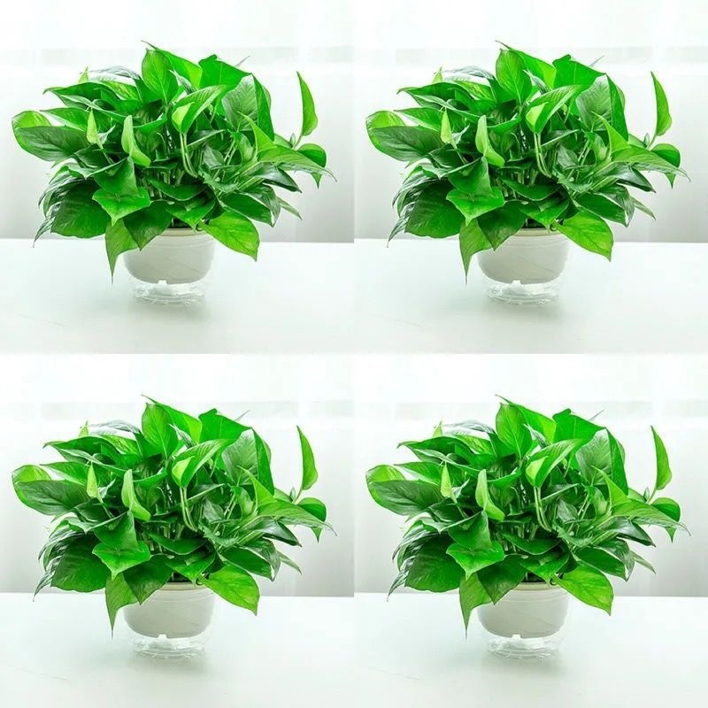 168 white pot pothos 4 pots + water storage pot + fertilizer