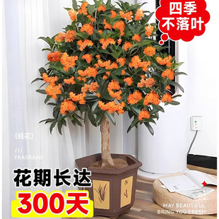 �𻨘����ļ������Կ�ʳ���_�������҃��̨ͥԺ�����ͻ���ֲ��