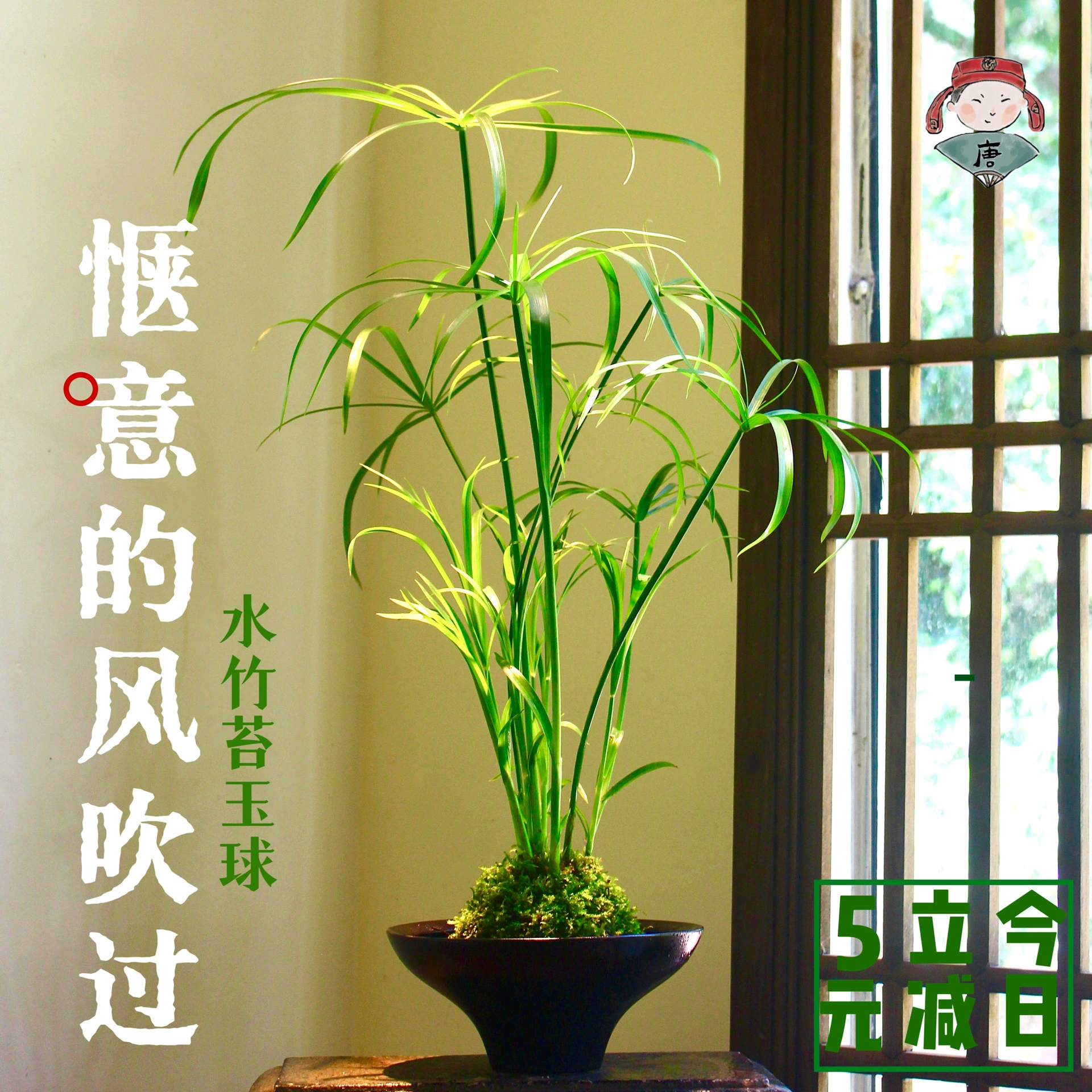 Водяной бамбуковый моховый шар Ветряная мельница Травяной моховый шар Принцесса Водный бамбук Дзен Гидропоника Китайское комнатное растение Китайский стиль Зеленое растение Сухая зонтичная трава