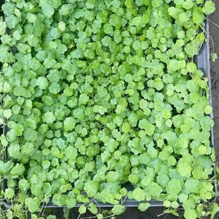 2210 base wholesale supply of coriander grass sieve tray seedlings waterscape wetland landscape green ground bonsai