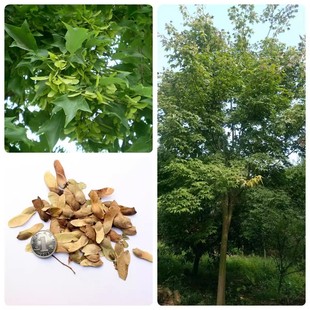 ���Ǘ��N�� �������w��M �|���ʘ�N�����Ǘ���N�Ӹ߳�ѿ��