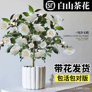 ��ɽ�軨�������Ԏ������|�����r���׻��ļ��҃Ȼ����̨�ͺ��Gֲ