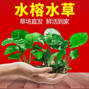 �~��ˮ��ֲ�������������ˮ������ˮ�ų�ľ�쾰���T��Ī˹ˮ��