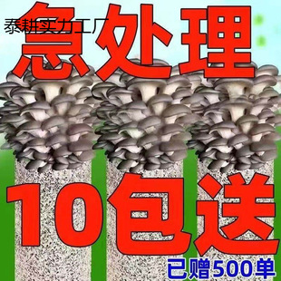 ��ᘹ��Nֲ�����y���Nֲ����ĥ�þ��N���U���Nֲ��ľ����ͥ�Nֲ��