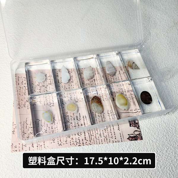 Conch random 10 models+plastic box packaging]