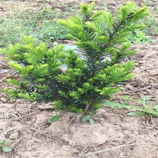 �������l���؁��t��ɼ�G��Ʒϵĸ��һ��һĸ�G�ǾG����ĸ�M��