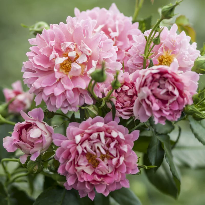 Розовые рассады в горшках для балкона и внутреннего двора, «волна фэнтези», для всех сезонов, могут использоваться как вьющиеся растения.