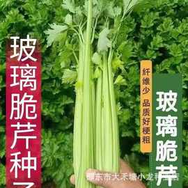 原装玻璃脆芹种子清香新鲜玻璃翠水果芹菜种籽四季进口西芹种子