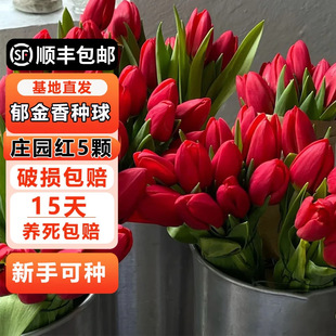 Tulip Bulbs Hydroponic 5 Degree Ball Flower Green Plant Seeds Soil Culture Plant Water Culture Potted Indoor and Outdoor Cold-Resistant
