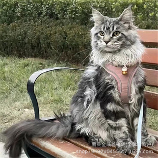 ����؈����w������ָ����С؈�����y��������؈���w���l���Ҿ���