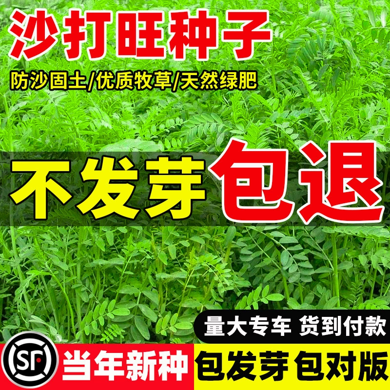 Импортированные кормовые семена Prosopis jul富aica, зеленая удобрительная трава для защиты склонов, стабилизации почвы, предотвращения песка, холодостойкости, засухостойкости, солестойкости и щелочестойкости, многолетние семена.