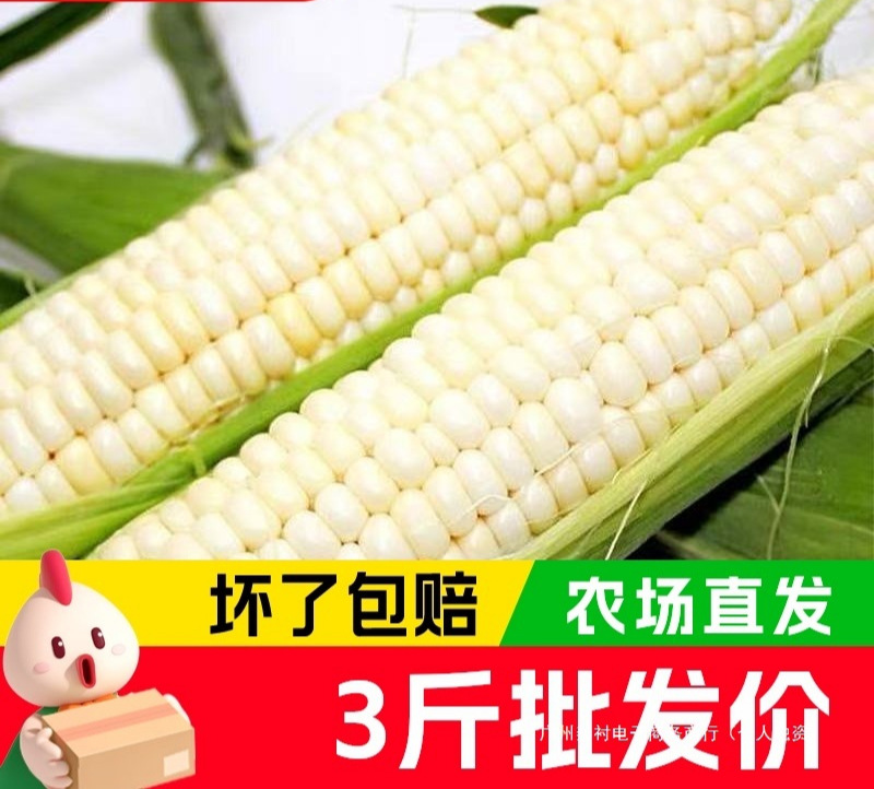 广西产地现摘现发新鲜白糯玉米5斤甜糯牛奶玉米带壳包谷玉米棒子