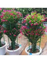 蟹爪兰盆栽花苗带花苞嫁接重瓣阳台室内好养植物四季常青花卉绿植