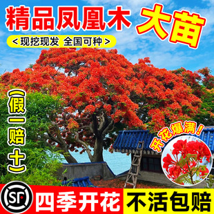 Banyan Saplings, Red Jacaranda Trees, Precious Flower Seedlings, Courtyard Greening, Evergreen Gate Landscape Trees That Do Not Shed Leaves