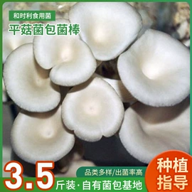 菌菇种苗;平菇;库存农产品